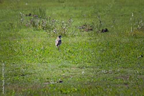 wild tero bird in the grass