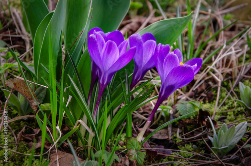 Wallpaper Mural The first crocuses to bloom in the garden. Torontodigital.ca