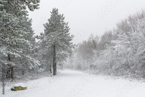 Laxou, France - View of a pedestrian path covered with a thick layer of snow during a snowstorm in a wood with trees and conifers with snow on the branches.