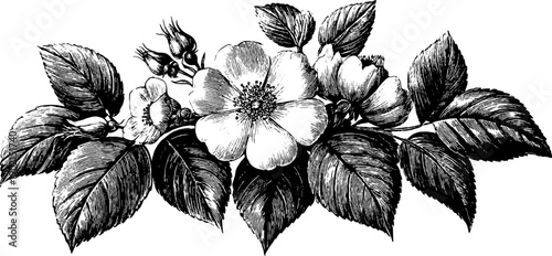 Vintage botanical parchment banner with 19th century engraved floral design for retro projects