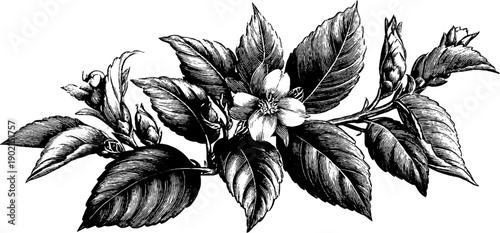 Ornate vintage botanical banner with engraved 19th century parchment design