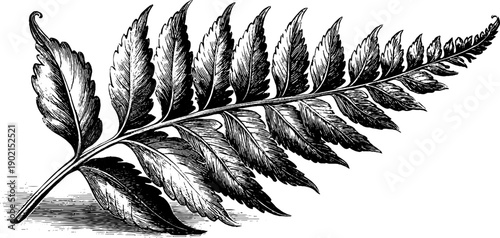 Vintage botanical engraving of fern frond leaf anatomy from 19th century