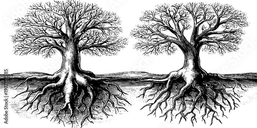 Vintage botanical engraving of fibrous root system with detailed tree sketch