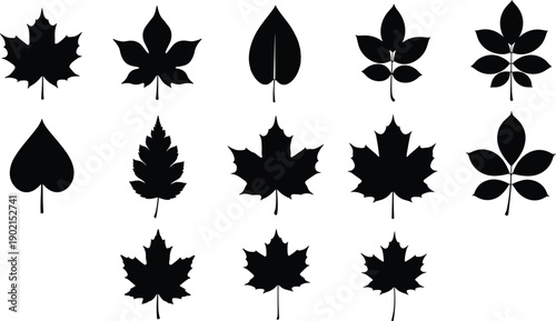 Black leaf silhouette collection of various trees including maple and oak foliage isolated on white background for autumn nature logo design vector