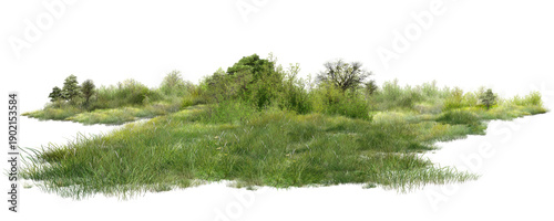 Bilde på lerret fir tree isolated on white/High-resolution lush green grassland with shrubs, isolated on a clean background—ideal for nature and design use