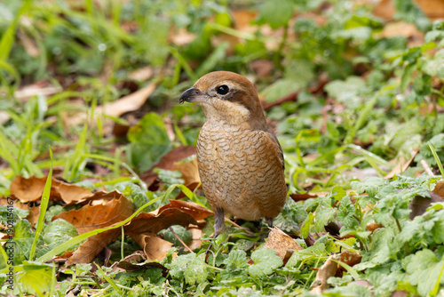 草むらに立つ雌のモズ