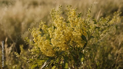 A vibrant yellow flowering shrub, set against a blurred background of tall grasses, bathed in warm sunlight. Natural and idyllic