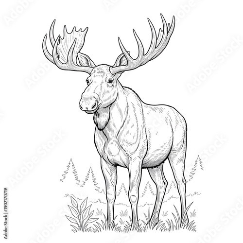 Majestic Bull Moose in Forest Line Art Illustration Vector