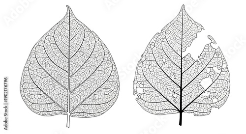 Two detailed illustrations of a leaf skeleton, one intact and the other showing damage from insect or other natural causes.