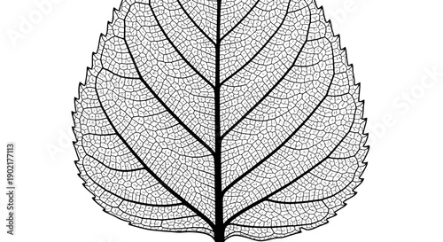 A detailed black and white illustration of a leaf skeleton, showcasing its intricate venation pattern.