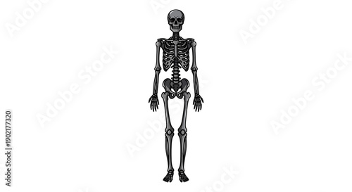 A full-body illustration of a human skeleton in a standing pose against a white background.