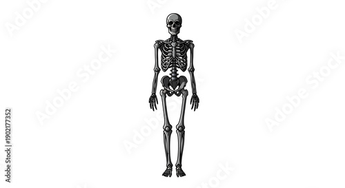 A full-body anatomical illustration of a human skeleton standing upright against a white background.