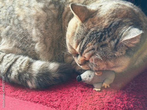 Schilderij op canvas A charming cat falls asleep with his favorite toy mouse.