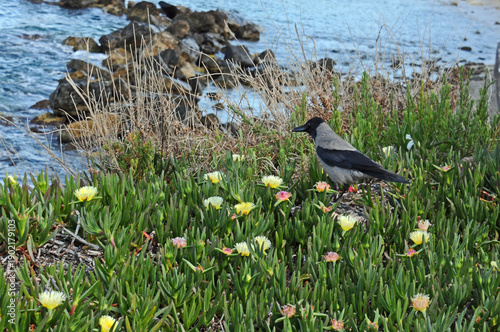 Crow on the coast in Israel