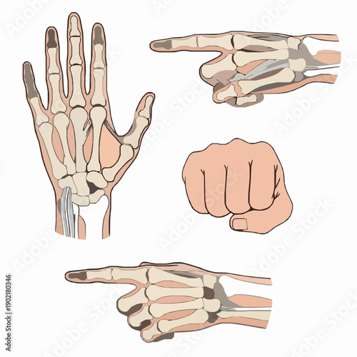 Detailed anatomical human hand vector template set