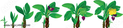 Life cycle of banana plant development from seedling to harvesting. Growth stages of banana plant isolated on white background