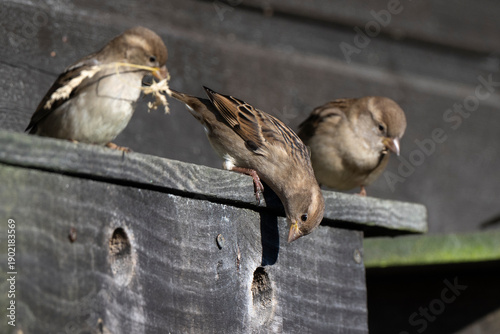 Moineau domestique