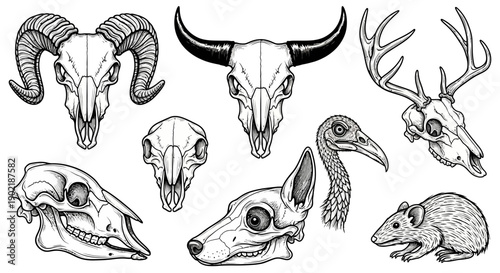 A collection of detailed black and white illustrations of various animal skulls, including a ram, bull, deer, turkey, dog, rat, and others.
