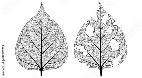 Detailed black and white illustration of two skeletal leaves, one perfectly intact and the other severely damaged by natural processes.