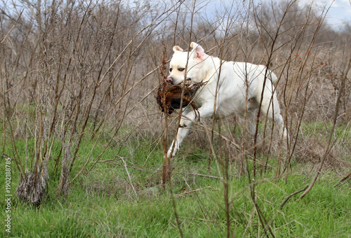 A hunting labrador retriever dog in the field