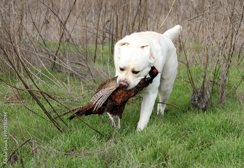 A hunting labrador retriever dog in the field