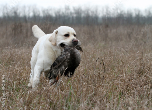 A hunting labrador retriever dog in the field