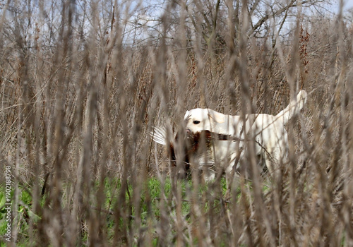 A hunting labrador retriever dog in the field
