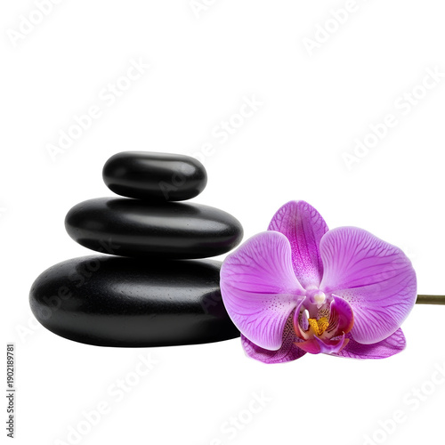 A serene arrangement of black stones and a purple orchid on transparent background