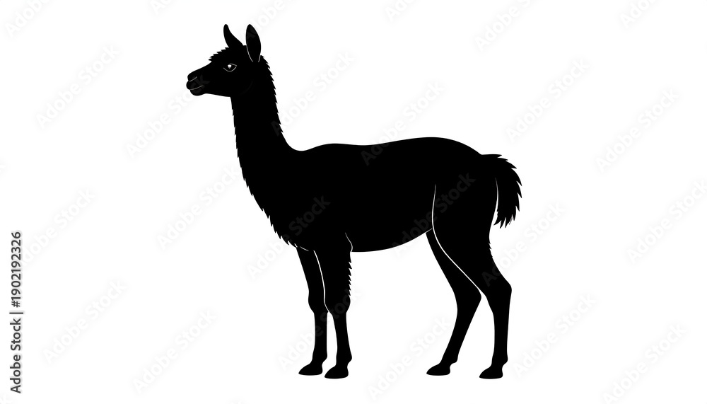 Obraz premium Silhouette of a graceful llama standing on a white background