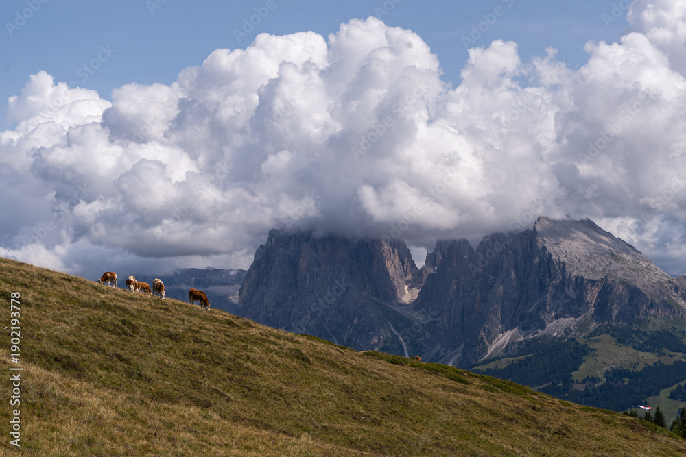 Fototapeta premium Cows grazing on green meadows of Seiser Alm under dramatic clouds, Italy.