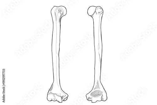 Tableau sur toile 上腕骨　Humerus