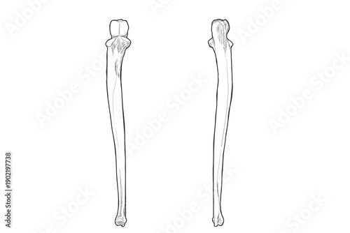 Fotografie 尺骨　Ulna