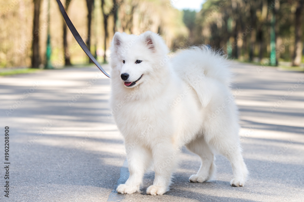 Obraz premium Samoyed white dog on a leash on park road Mezaparks, Latvia