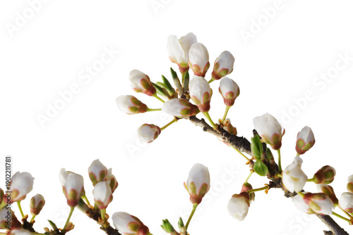 Cherry buds and white flowers isolate