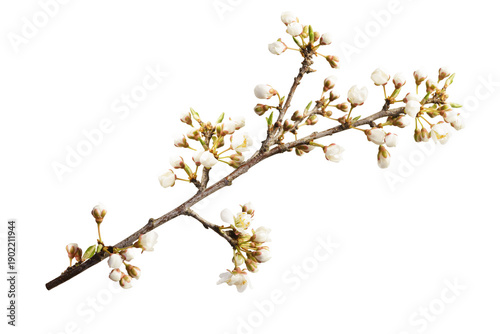 Spring natural branch with white flower buds