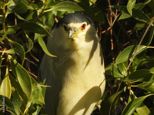 Night heron