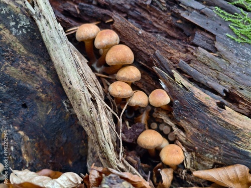 Quadro su tela diminutive mushrooms on decayed timber, small fungi densely gathered on decompos