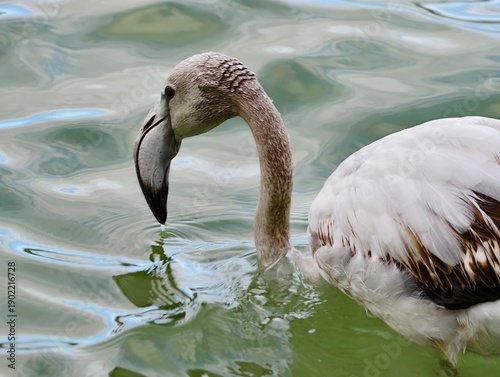 Foto Juvenile flamingo with curved beak is filtering water among soft ripples peacefu