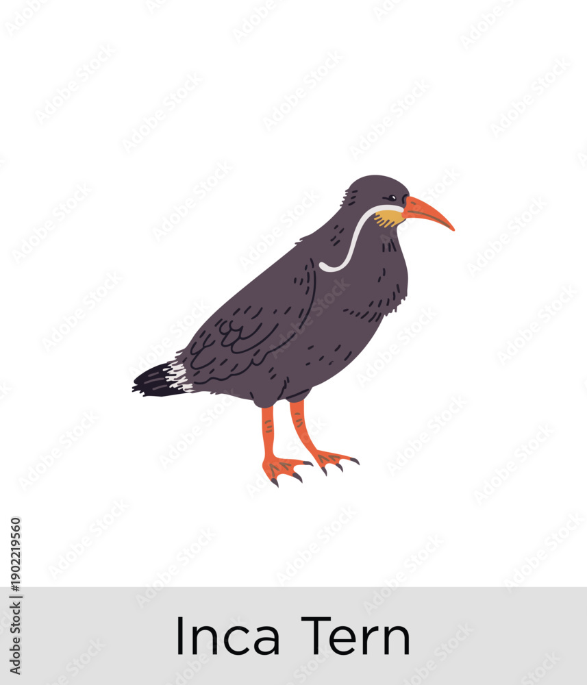 Fototapeta premium Inca Tern Bird - Tropical Wildlife Vector EPS 