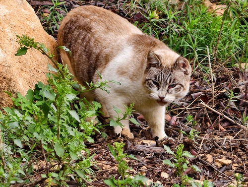 Schilderij op canvas Urban stray observes cautiously nearby, Cautious feline peers from behind rock a