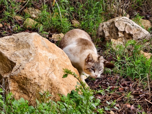 Fotografie Probing paws and alert feline stance, Quiet predator with keen senses scanning f