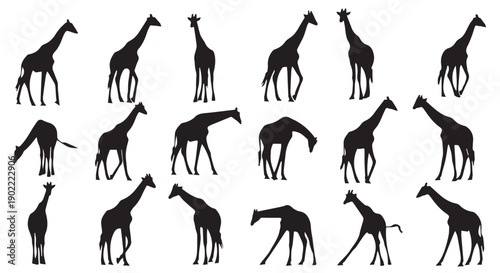 Collection of various giraffe silhouettes in different poses and angles on Transparent Background