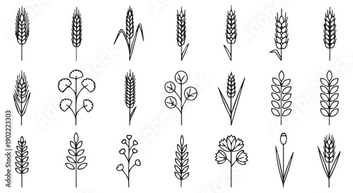 Collection of 18 simple black line illustrations of various wheat and plant species on Transparent Background.