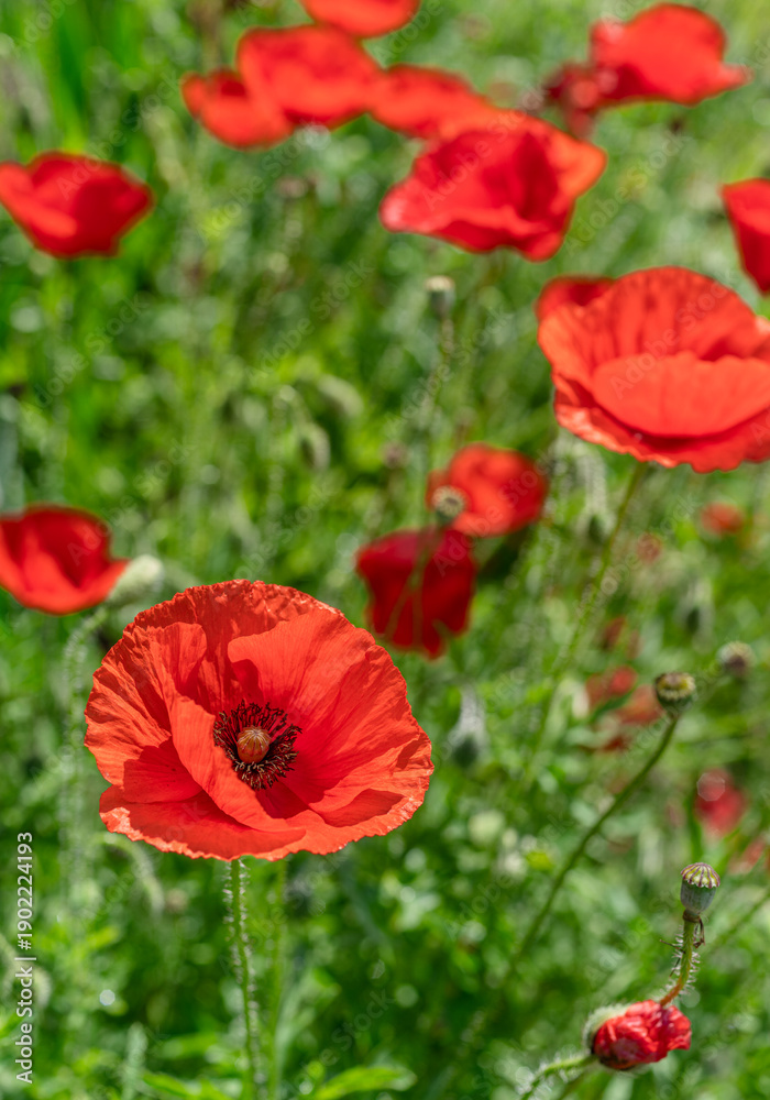 Fototapeta premium Vibrant red poppies flower in sharp focus, set against a blurred natural green field. This close-up shot captures the delicate petals and intricate dark center of the common poppy