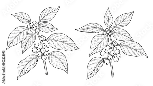 Botanical illustration of two coffee plant branches with green leaves and clusters of white coffee beans in a vintage etched style.