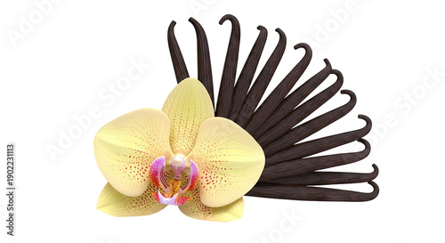 Vanilla Bean and Orchid Arrangement