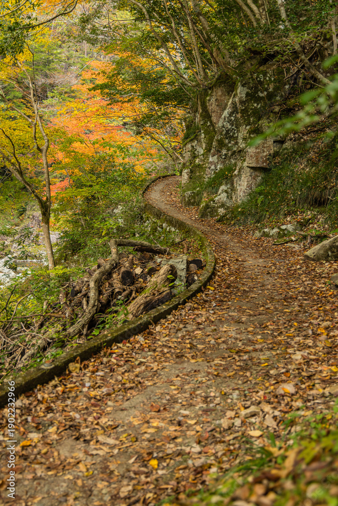 Obraz premium 日本 広島県山県郡安芸太田町にある峡谷、三段峡の遊歩道沿いの紅葉した木々