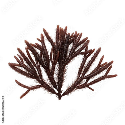 A detailed specimen of Furcellaria lumbricalis seaweed with dense, branched dark red fronds and fine filamentous texture, representing cold-water red algae from rocky marine coasts.