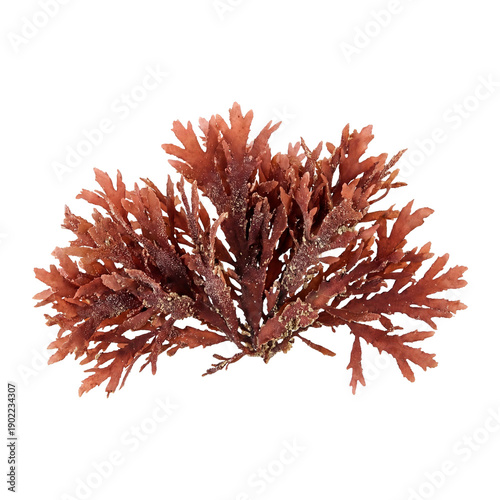 Dense red Hypnea musciformis seaweed with bushy, branched thalli and rough texture, showcasing natural red algae form ideal for marine biology and coastal ecology themes.