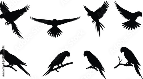 Silhouettes of parrots flying and perched on branches, bird illustration showing diverse poses, tropical wildlife design, exotic animal artwork, and ornithology concept